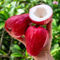 Jamaican Water Apple Dwarf Varieties Fruit Plant
