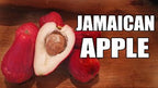 Jamaican Water Apple Dwarf Varieties Fruit Plant