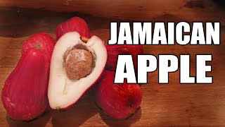 Jamaican Water Apple Dwarf Varieties Fruit Plant
