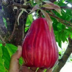 Jamaican Water Apple Dwarf Varieties Fruit Plant