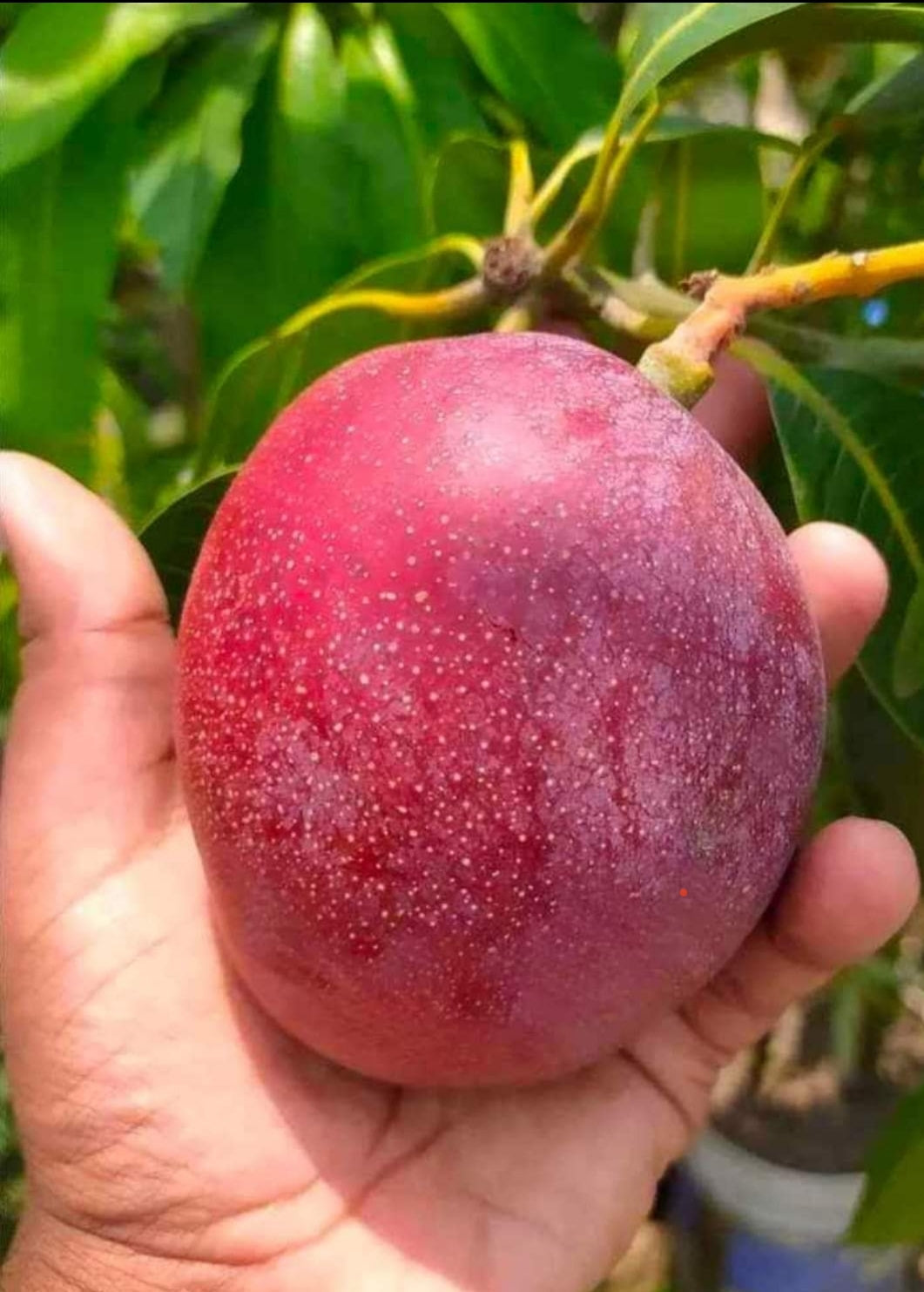 Japanese Miyazaki Mango Hybrid Grafted Plant Perfect For Your Home Garden 1 Healthy Live Plant