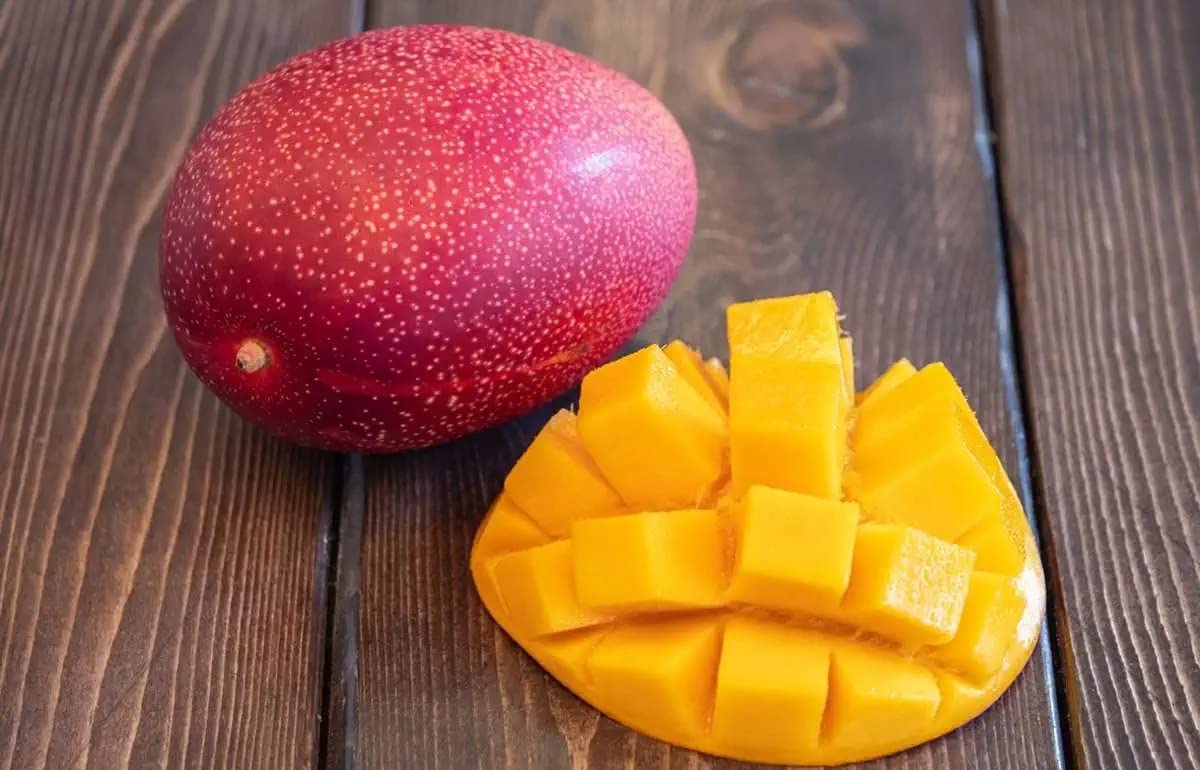 Japanese Miyazaki Mango Hybrid Grafted Plant Perfect For Your Home Garden 1 Healthy Live Plant