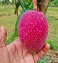 Japanese Miyazaki Mango Hybrid Grafted Plant Perfect For Your Home Garden 1 Healthy Live Plant