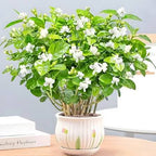Arabian Jasmine Hybrid Flower Live Plant