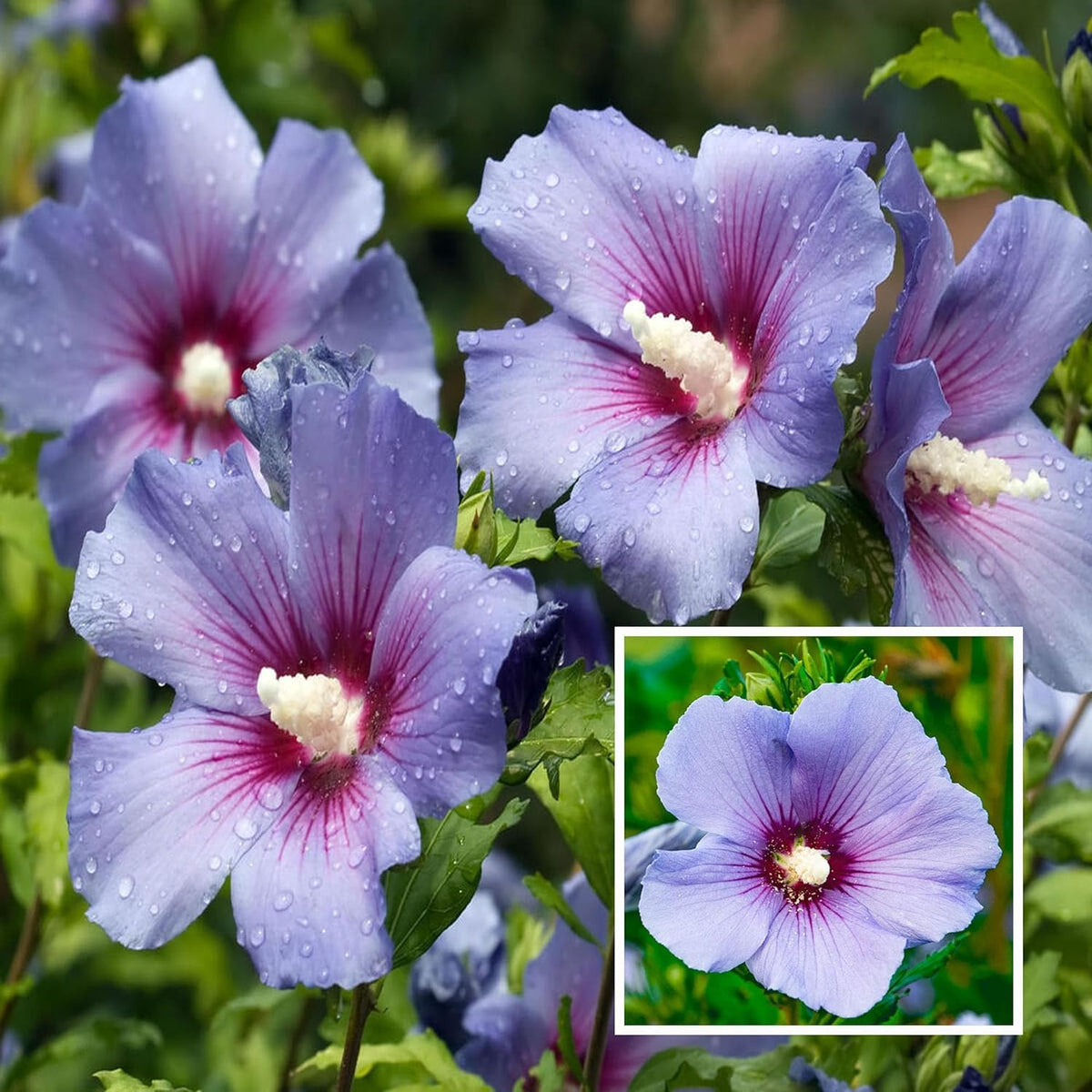 Purple Colour Hibiscus /Gudhal Flowers Live Plant Perfect For Your Balcony And Home Garden 1 Healthy Live Plant (Pack Of - 1)