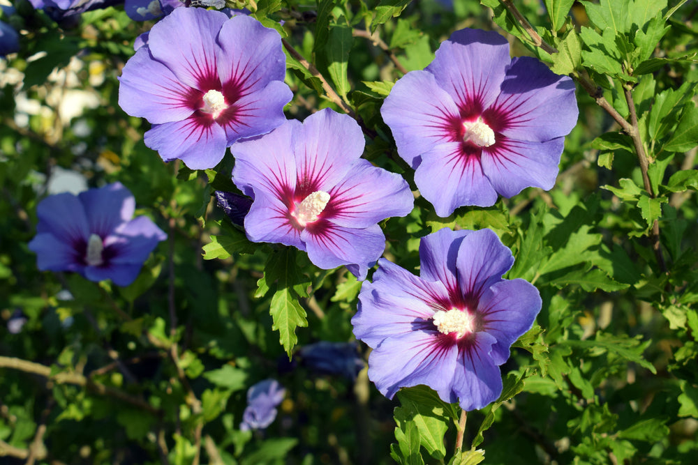 Purple Colour Hibiscus /Gudhal Flowers Live Plant Perfect For Your Balcony And Home Garden 1 Healthy Live Plant (Pack Of - 1)