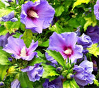 Purple Colour Hibiscus /Gudhal Flowers Live Plant Perfect For Your Balcony And Home Garden 1 Healthy Live Plant (Pack Of - 1)