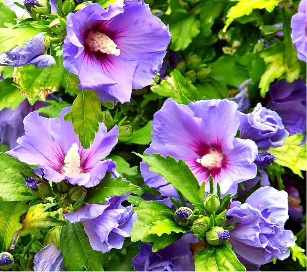 Purple Colour Hibiscus /Gudhal Flowers Live Plant Perfect For Your Balcony And Home Garden 1 Healthy Live Plant (Pack Of - 1)