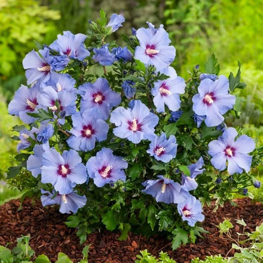 Purple Colour Hibiscus /Gudhal Flowers Live Plant Perfect For Your Balcony And Home Garden 1 Healthy Live Plant (Pack Of - 1)