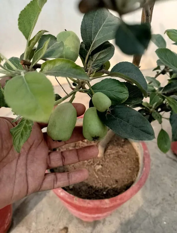 Hot Climate Hr 99 Apple Hybrid Fruit Plant (pack Of - 1)