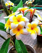 Plumeria Hybrid Flower Plant