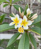 Plumeria Hybrid Flower Plant