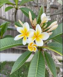 Plumeria Hybrid Flower Plant