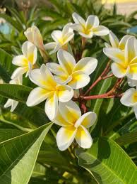 Plumeria Hybrid Flower Plant