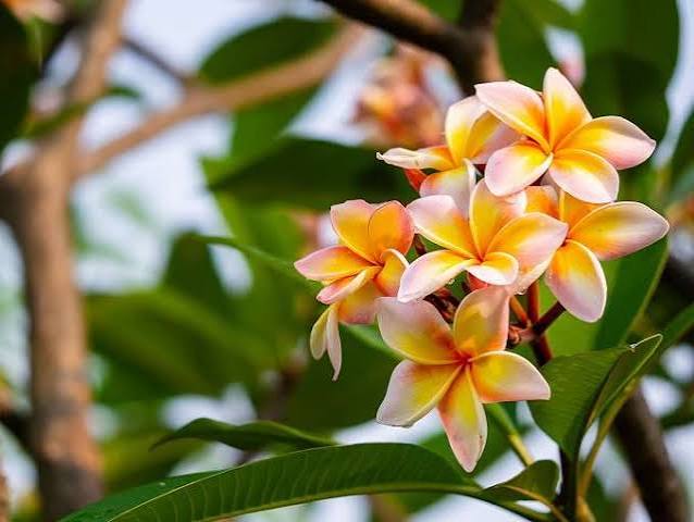 Plumeria Hybrid Flower Plant