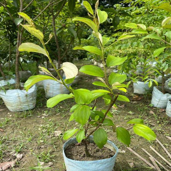 Thai Seedless Apple Ber Grafted Fruit Plant