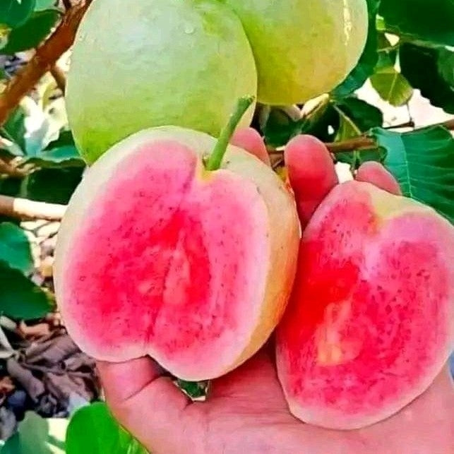 Taiwan Pink Guava/Amrud Live Fruit Plant (Air Learning Plant) Perfect For Your Balcony And Home Garden 1 Healthy Live Plant (Pack of - 1)