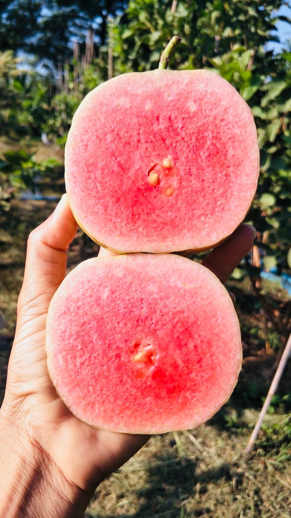 Taiwan Pink Guava/Amrud Live Fruit Plant (Air Learning Plant) Perfect For Your Balcony And Home Garden 1 Healthy Live Plant (Pack of - 1)