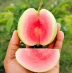 Taiwan Pink Guava/Amrud Live Fruit Plant (Air Learning Plant) Perfect For Your Balcony And Home Garden 1 Healthy Live Plant (Pack of - 1)