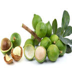 Rare Macadamia Nut Layering/grafted Fruit Live Plant (pack Of - 1)