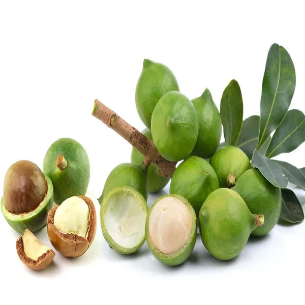 Rare Macadamia Nut Layering/grafted Fruit Live Plant (pack Of - 1)