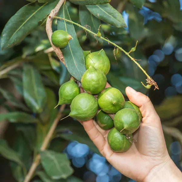 Rare Macadamia Nut Layering/grafted Fruit Live Plant (pack Of - 1)