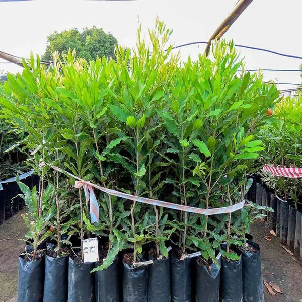 Rare Macadamia Nut Layering/grafted Fruit Live Plant (pack Of - 1)