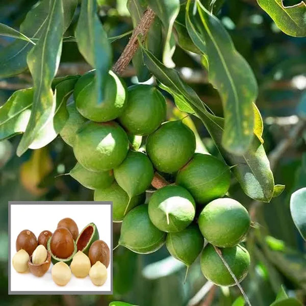 Rare Macadamia Nut Layering/grafted Fruit Live Plant (pack Of - 1)