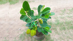 Thai All Time Red Jackfruit Grafted Fruit Plant