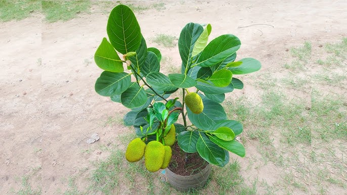 Thai All Time Red Jackfruit Grafted Fruit Plant