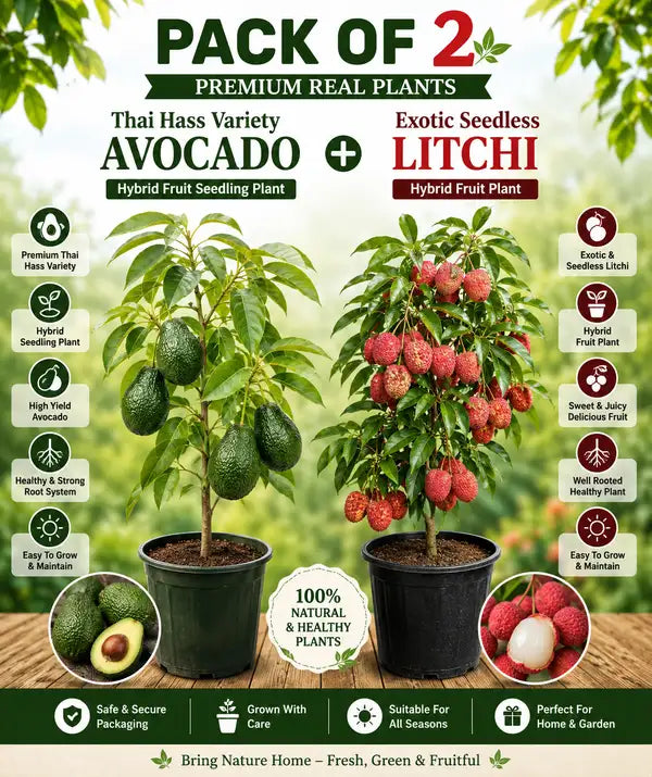 Pack Of 2 Thai Hass Variety Avocado Hybrid Fruit Seedling Plant + Exotic Seedless Litchi Hybrid Fruit Plant