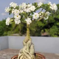 Whit Color Dwarf Varieties Adenium Flower Live Plant (Pack Of - 1)