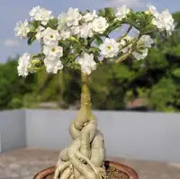 Adenium Plant Live Combo Without Pot Bonsai Multi Petal Desert Rose Pack Of - 6 (ALL plants are seedling Plants)
