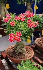 Adenium Plant Live Combo Without Pot Bonsai Multi Petal Desert Rose Pack Of - 6 (ALL plants are seedling Plants)