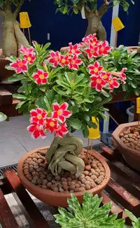 Adenium Plant Live Combo Without Pot Bonsai Multi Petal Desert Rose Pack Of - 6 (ALL plants are seedling Plants)