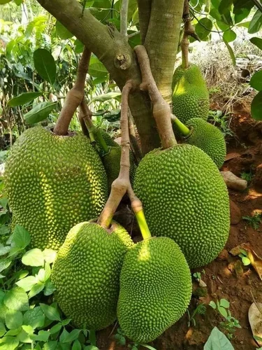 Thai All Time Jack Fruit Hybrid 'grafted' Fruit Plant