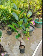 Thai All Time Jack Fruit Hybrid 'grafted' Fruit Plant