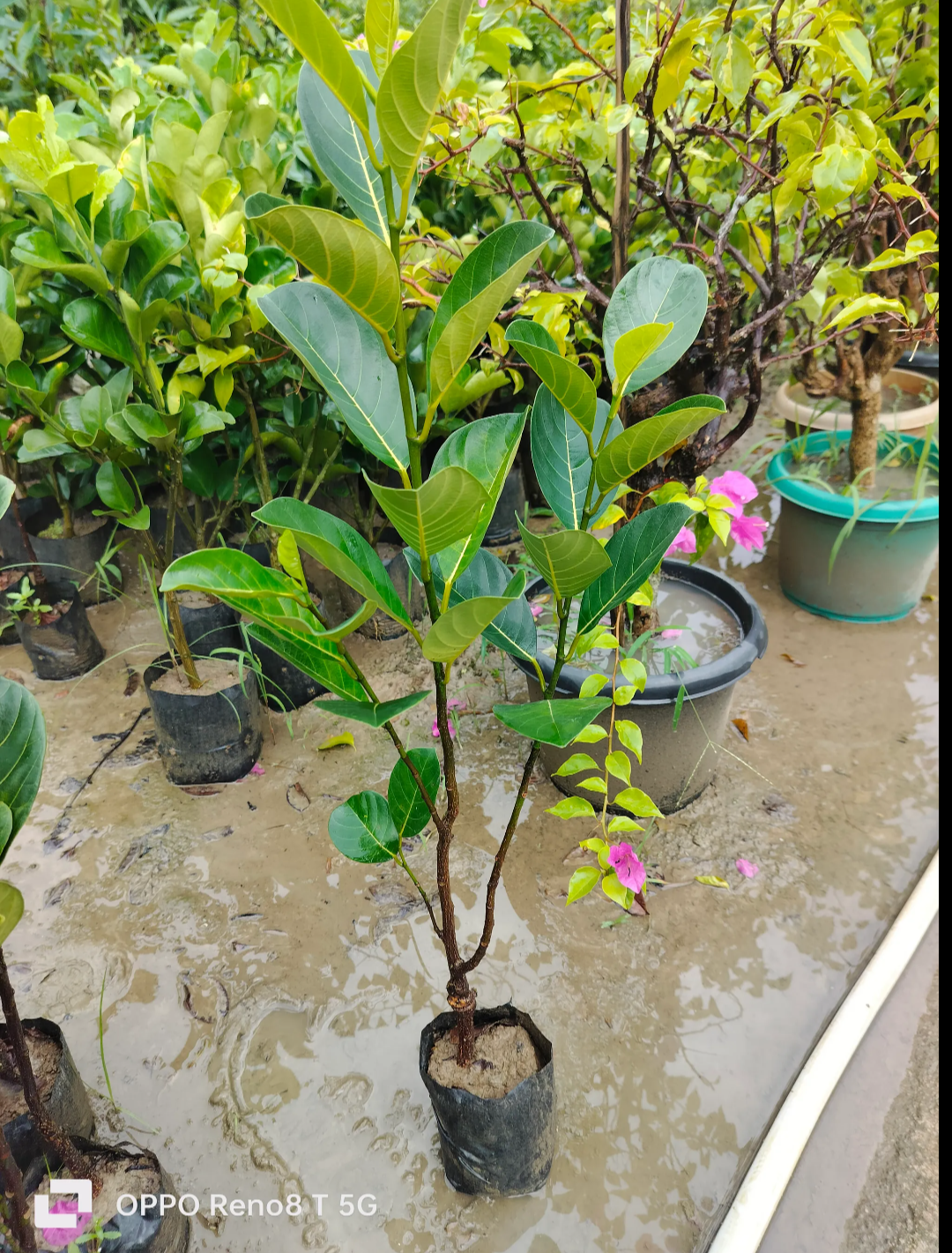 Thai All Time Jack Fruit Hybrid 'grafted' Fruit Plant