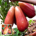 Thai Rose Water Apple Hybrid Fruit Plant