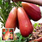 Thai Rose Water Apple Hybrid Fruit Plant