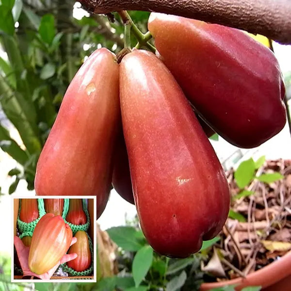 Thai Rose Water Apple Hybrid Fruit Plant