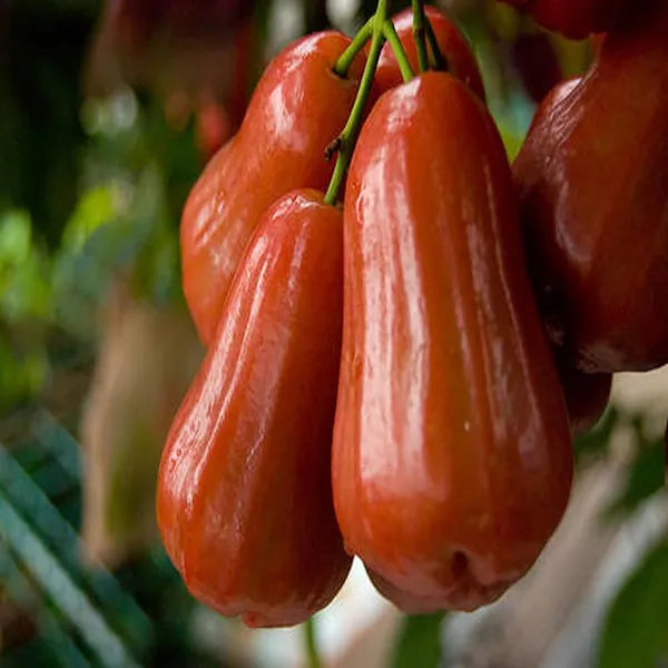 Thai Rose Water Apple Hybrid Fruit Plant