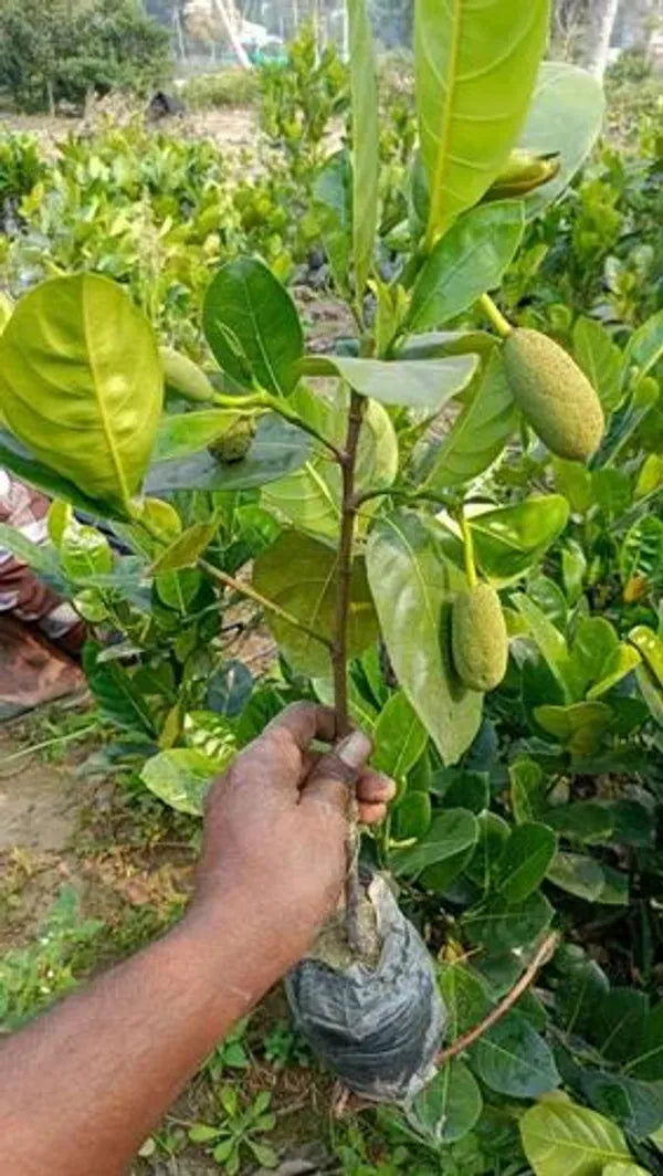 Thailand Red Jack Fruit Grafted Dwarf Variety Fruit Plant