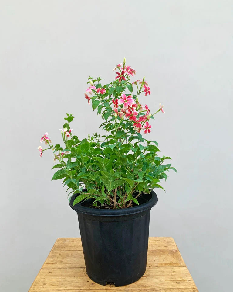 Madhu Malati Hybrid Flower Plant