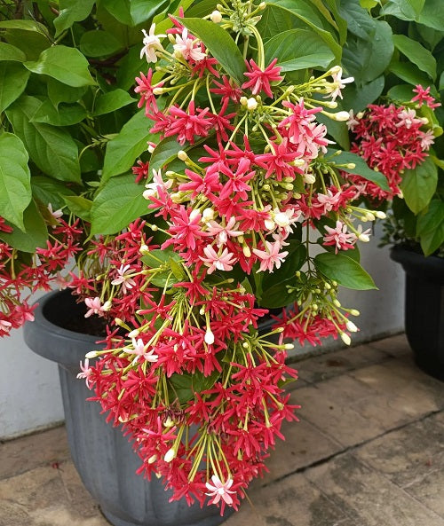Madhu Malati Hybrid Flower Plant