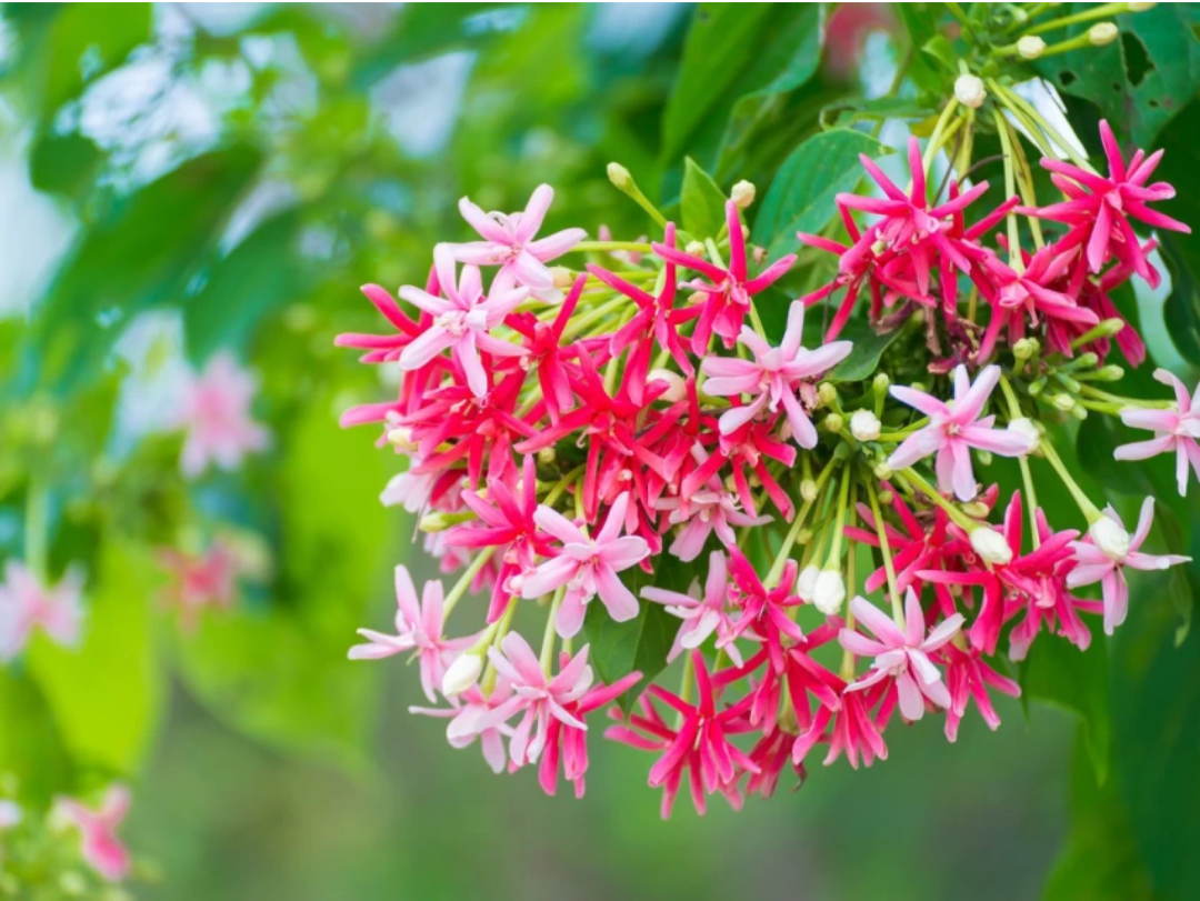 Madhu Malati Hybrid Flower Plant