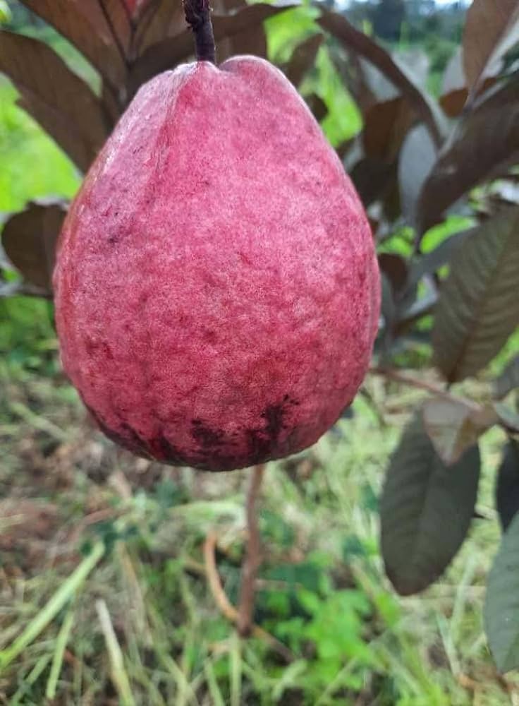 Red Malaysian Red Guava Rere Dwarf Varieties Fruit Plant