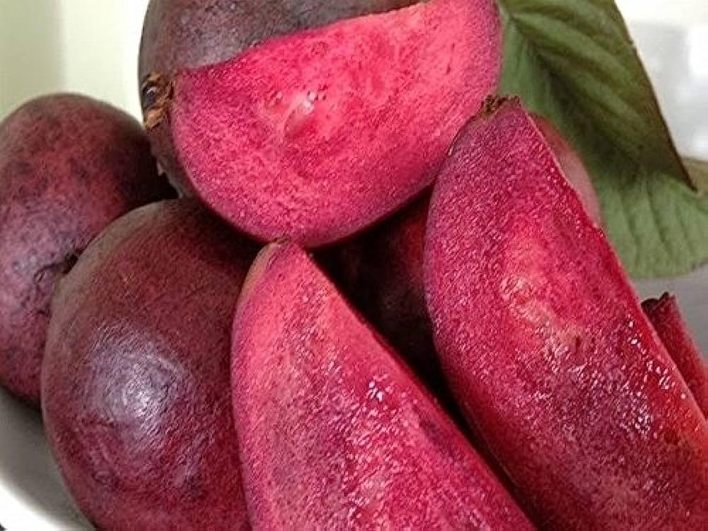 Red Malaysian Red Guava Rere Dwarf Varieties Fruit Plant