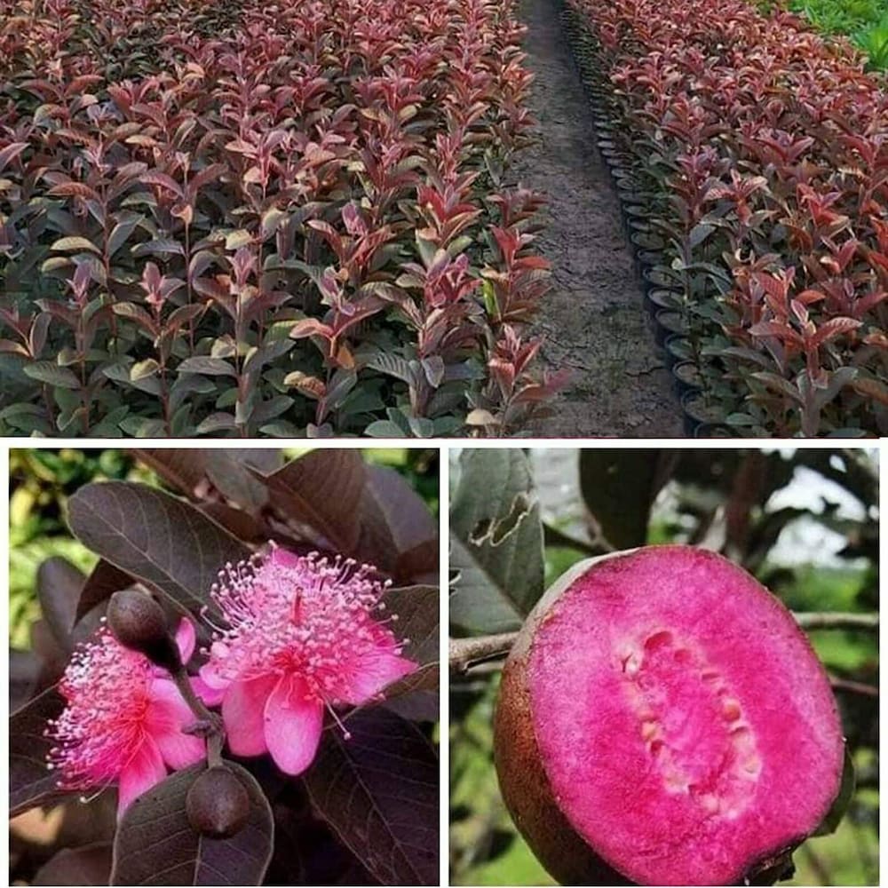 Red Malaysian Red Guava Rere Dwarf Varieties Fruit Plant
