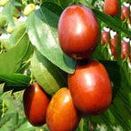 Red Miss India Apple Ber Hybrid Graftad Fruit Plant